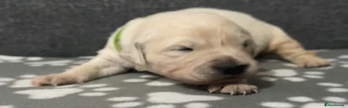 Golden Retriever Puppy 5