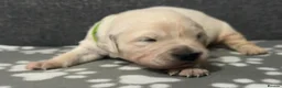 Golden Retriever dogs for sale: Beautiful Golden retriever Pups Showline KC Reg - Advert 20