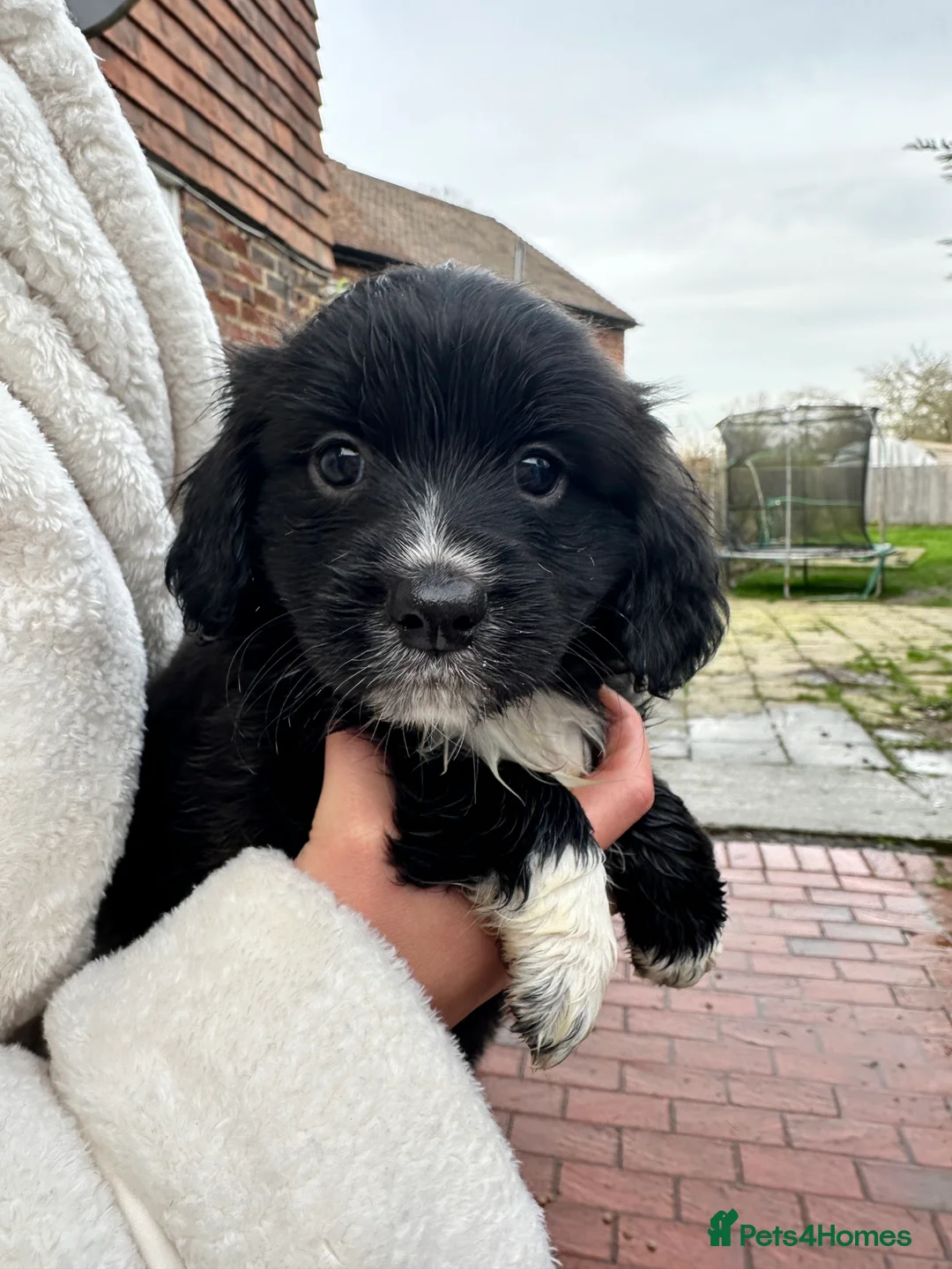 Mixed Breed dogs for sale: Pom X Cocker spaniel  in Cranbrook - Advert 1