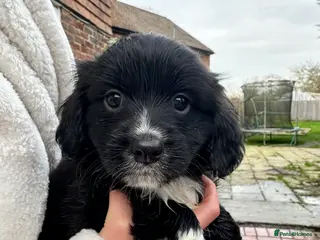 Mixed Breed dogs Pom X Cocker spaniel in Cranbrook - Advert 1