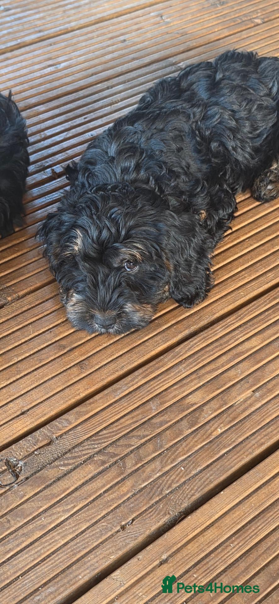 Cockapoo dogs 🐶 Last 2 Gorgeous Cockerpoo Girls READY NOW 🐾💗 - Advert 1