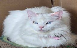 Maine Coon cats for sale: 2 Lovely maine coon females  - Image 1