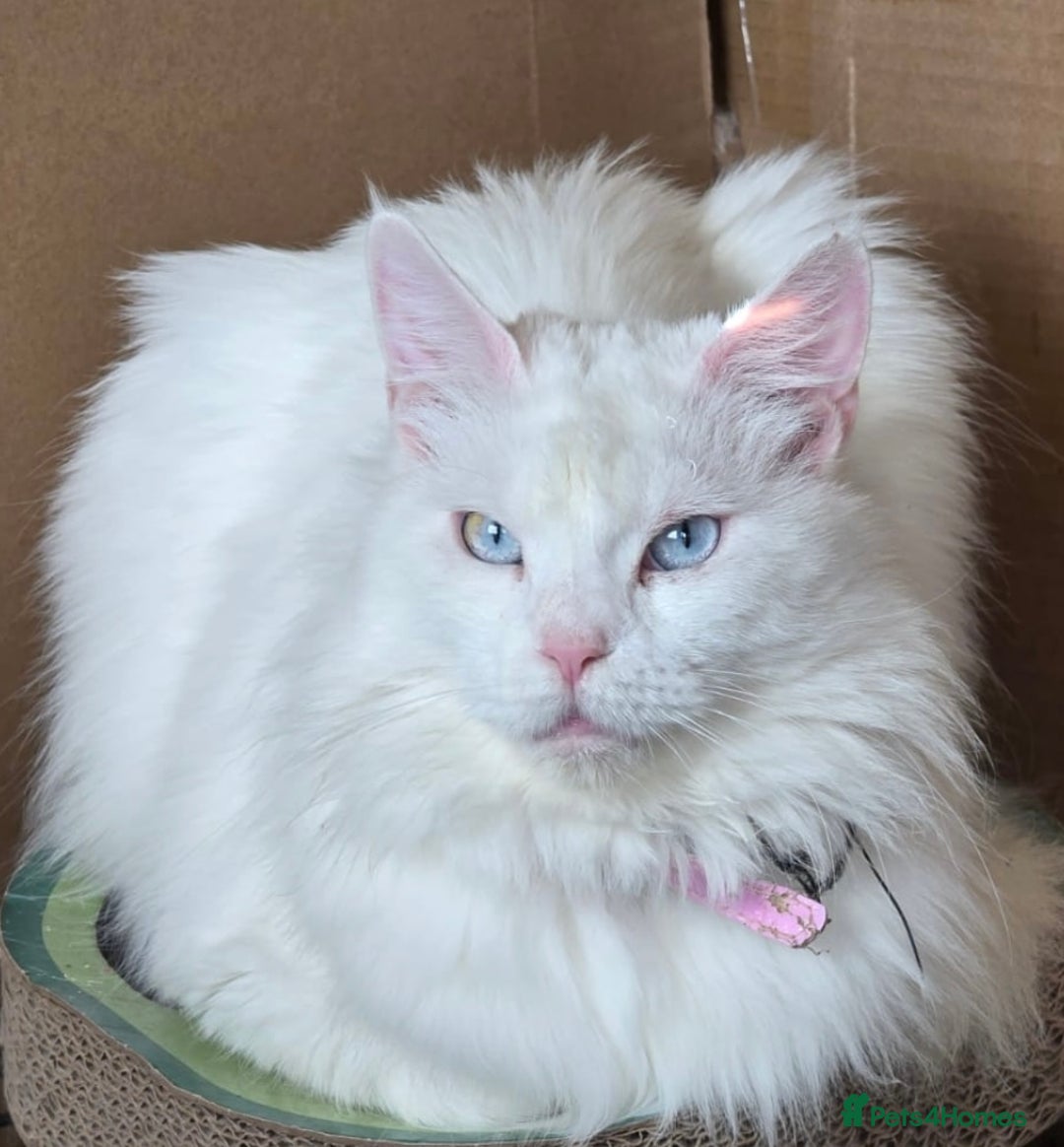 Maine Coon cats for sale: 2 Lovely maine coon females  - Image 1