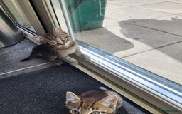 Mixed Breed cats for sale: Adorable kitten's  - Image 18