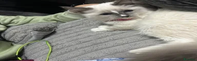 Ragdoll 1