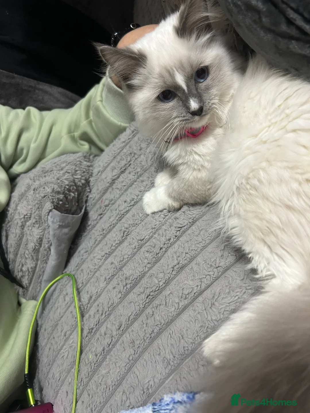 Ragdoll cats for sale: 2 Ragdoll sisters 12 month old in Newcastle - Advert 9