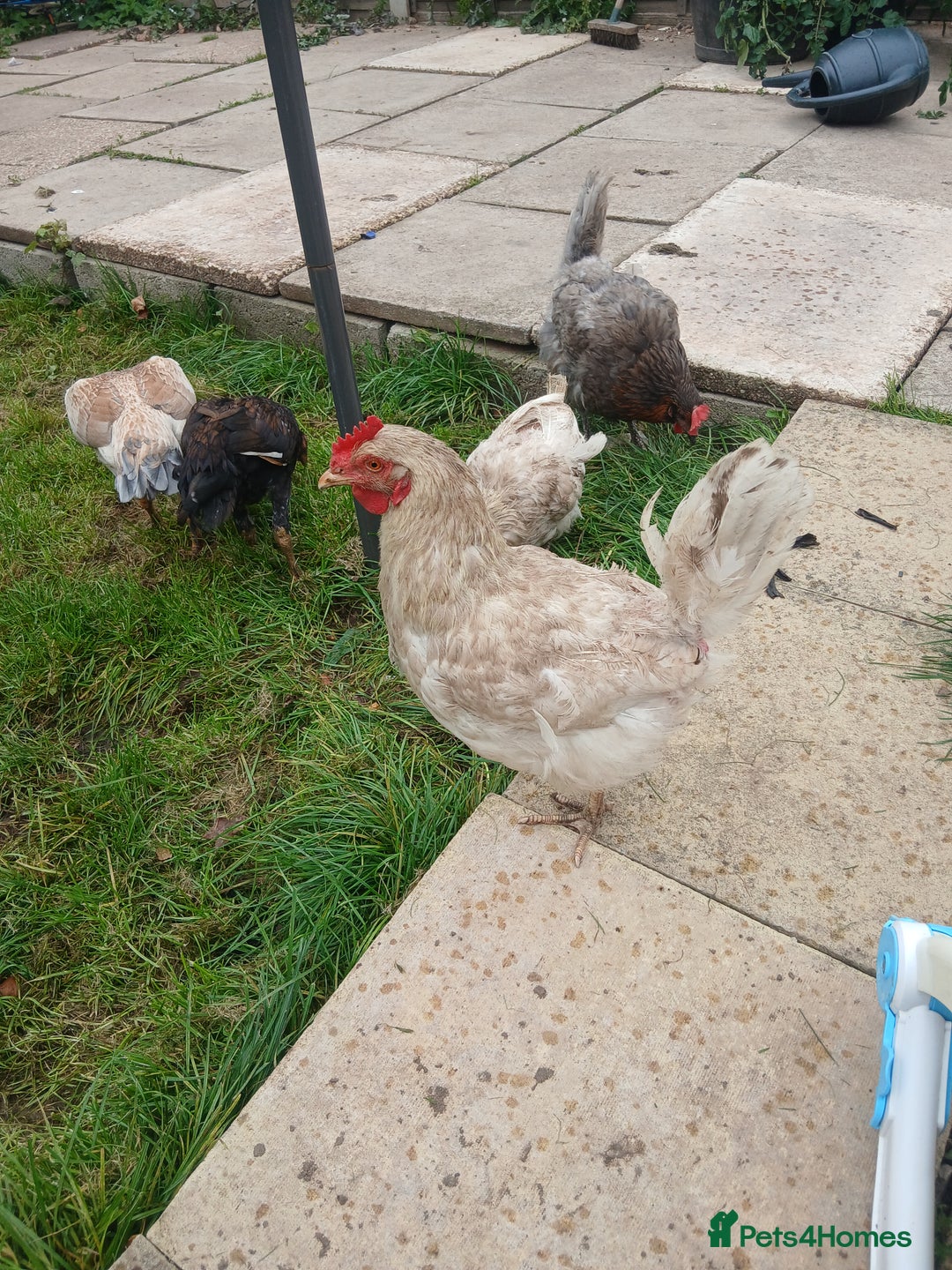 Chickens poultry for sale: These are all different breeds - Image 12