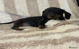 Miniature Dachshund dogs for sale: Beautiful Dachunds ready now  - Image 11