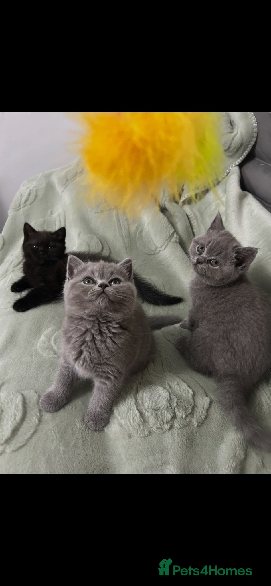 Mixed Breed cats Beautiful British shorthair/persian kittens - Advert 4
