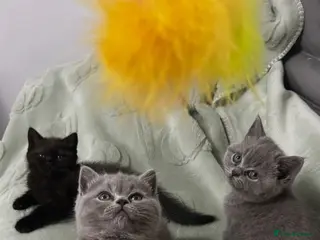 Mixed Breed cats Beautiful British shorthair/persian kittens - Advert 4