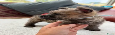 Cairn Terrier 5