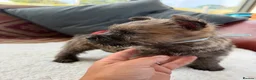 Cairn Terrier dogs for sale: Sweetest Little KC Reg Cairn Terrier Puppies.  - Advert 8