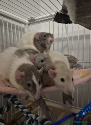 Rat rodents Four lovely rats looking for a forever home  - Advert 2