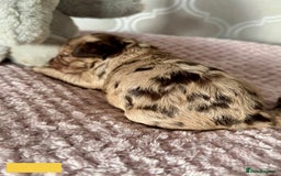 Labradoodle dogs for sale: Adorable Miniature Labradoodles  - Image 6