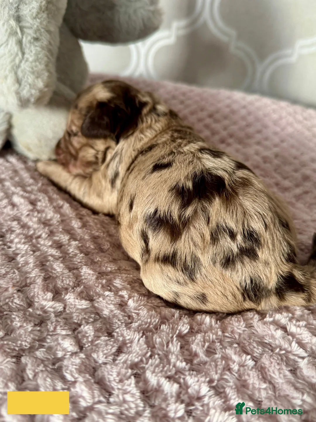 Labradoodle dogs for sale: Remaining boy Adorable Miniature Labradoodles left - Advert 11