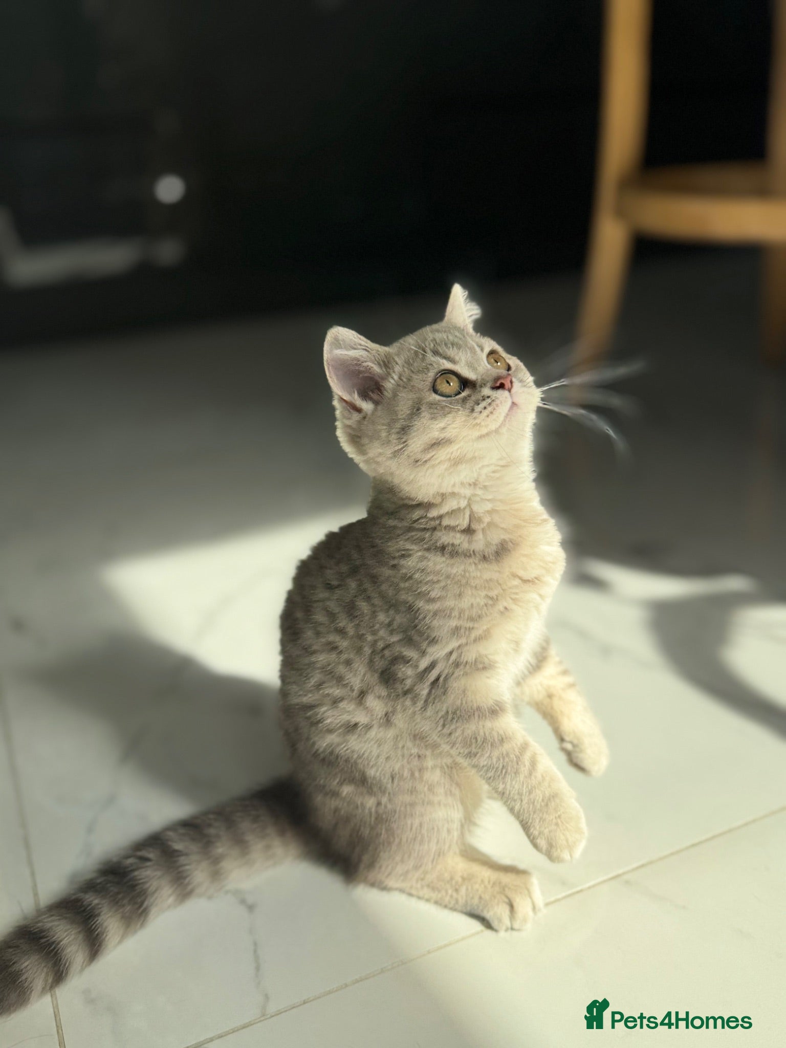 Scottish Fold cats Full pedigree Scottish fold kittens - Advert 2