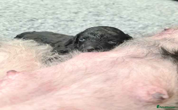 Cockapoo dogs - Advert 13