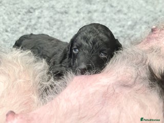 Cockapoo dogs - Advert 8