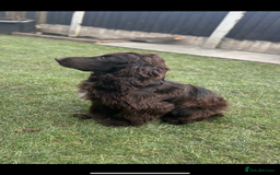Cockapoo dogs for sale: Ready now and complete health check ❤️ - Image 12