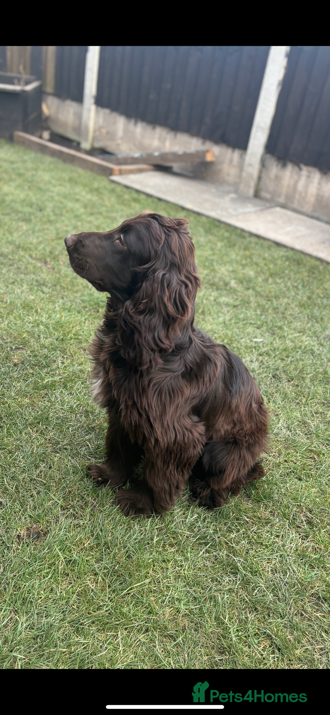 Cockapoo dogs for sale: Ready now and complete health check ❤️ - Image 12
