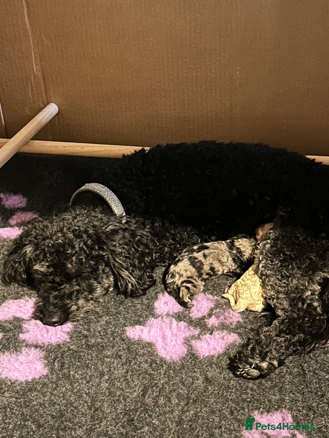 Cockapoo dogs for sale: Miniature cockapoo puppies Merle and Apricot - Image 25