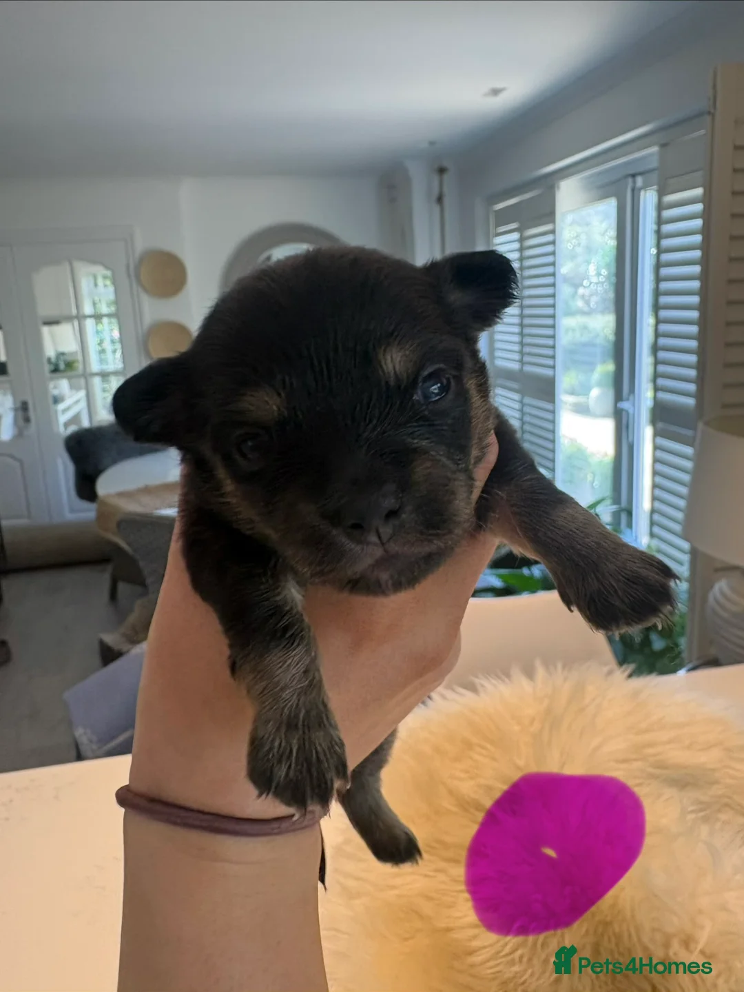Mixed Breed dogs for sale: Five beautiful puppies-pomchi/jackchi in Banstead - Advert 13