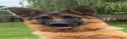 German Shepherd dogs for sale: * 6 Month Very Pretty Female * in Towcester - Advert 3