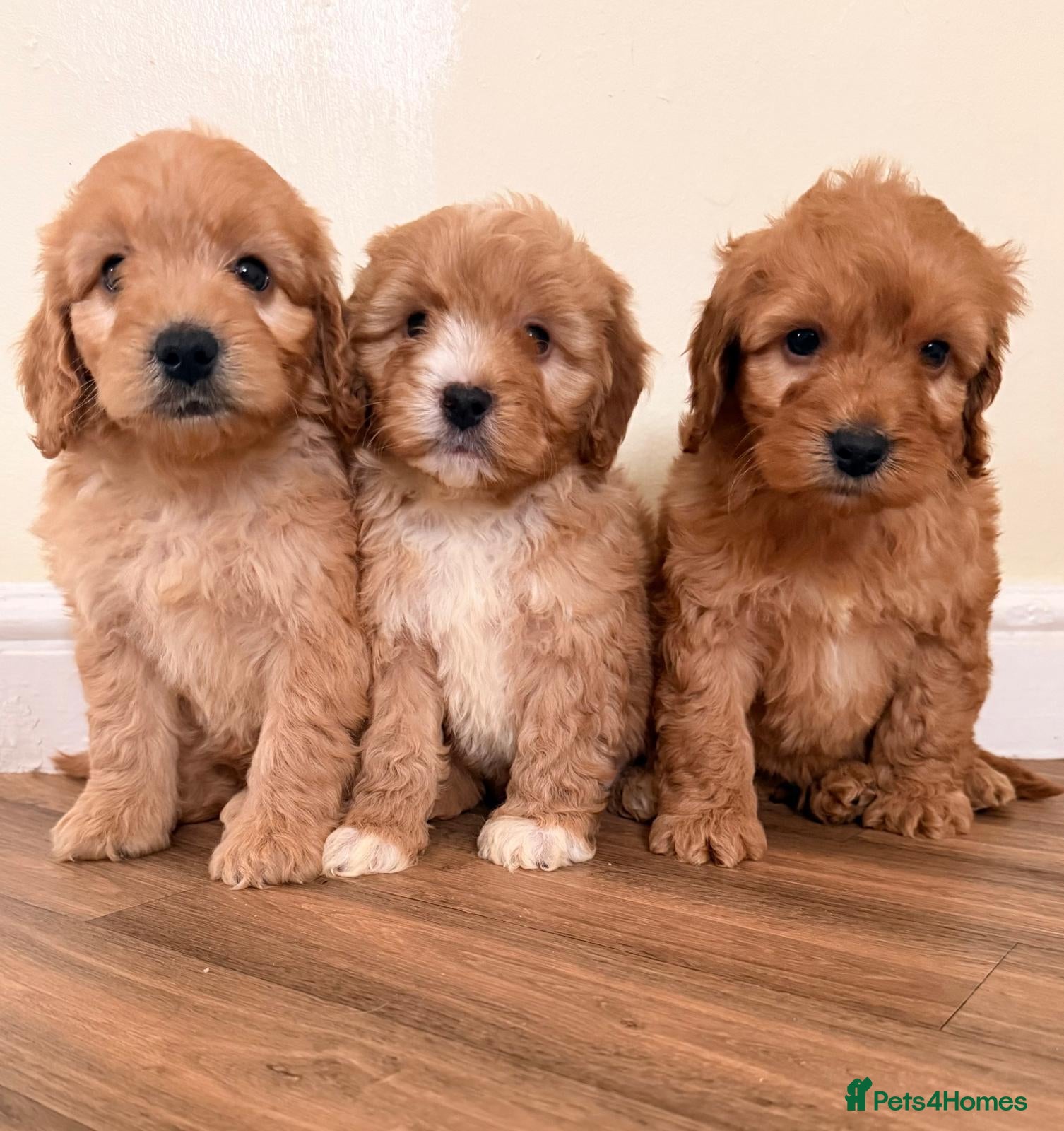 Cockapoo dogs Beautiful puppies ready to go  - Advert 16