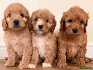 Cockapoo dogs Beautiful puppies ready to go - Advert 16