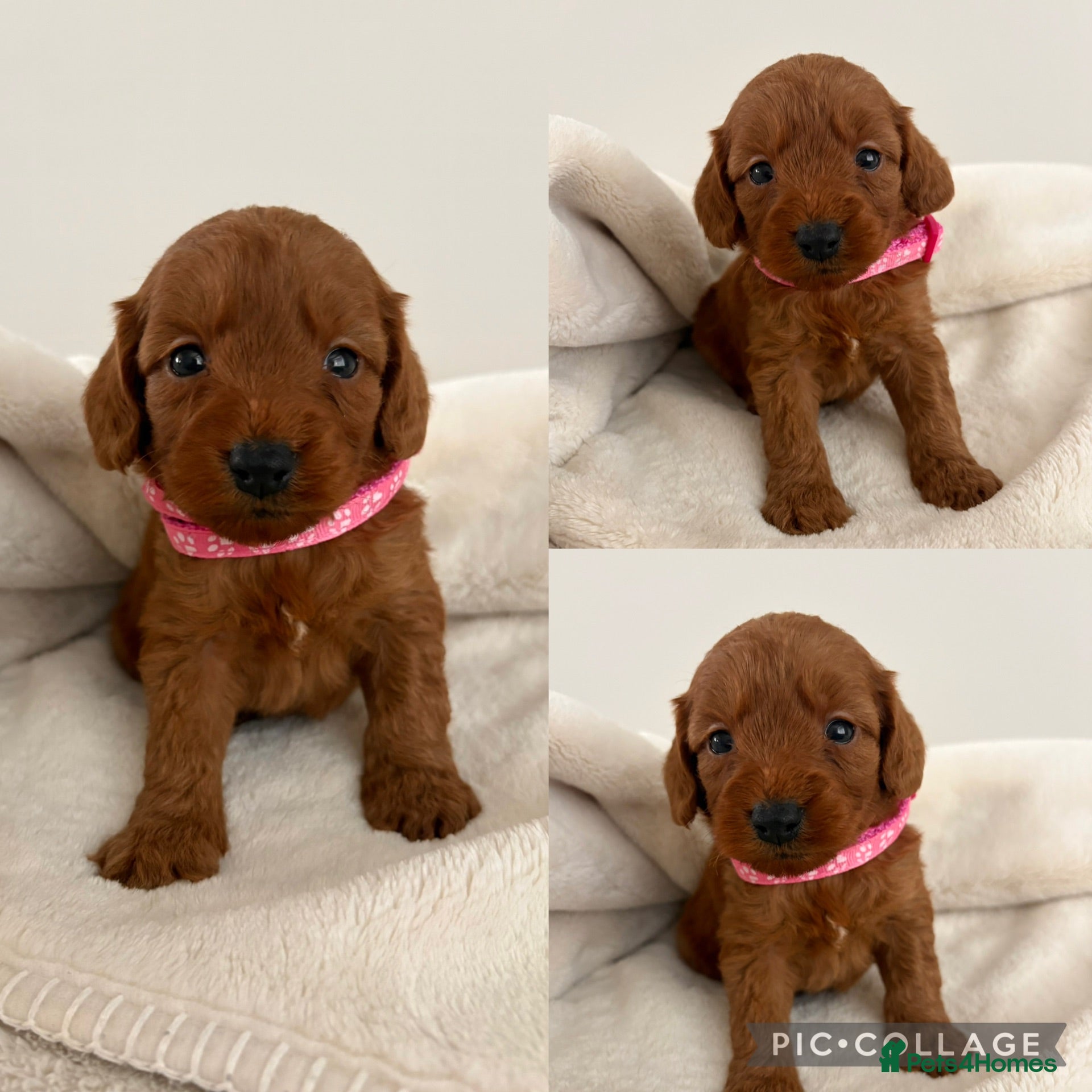 Cockapoo dogs Health Tested Fox Red Cockapoos - Advert 1
