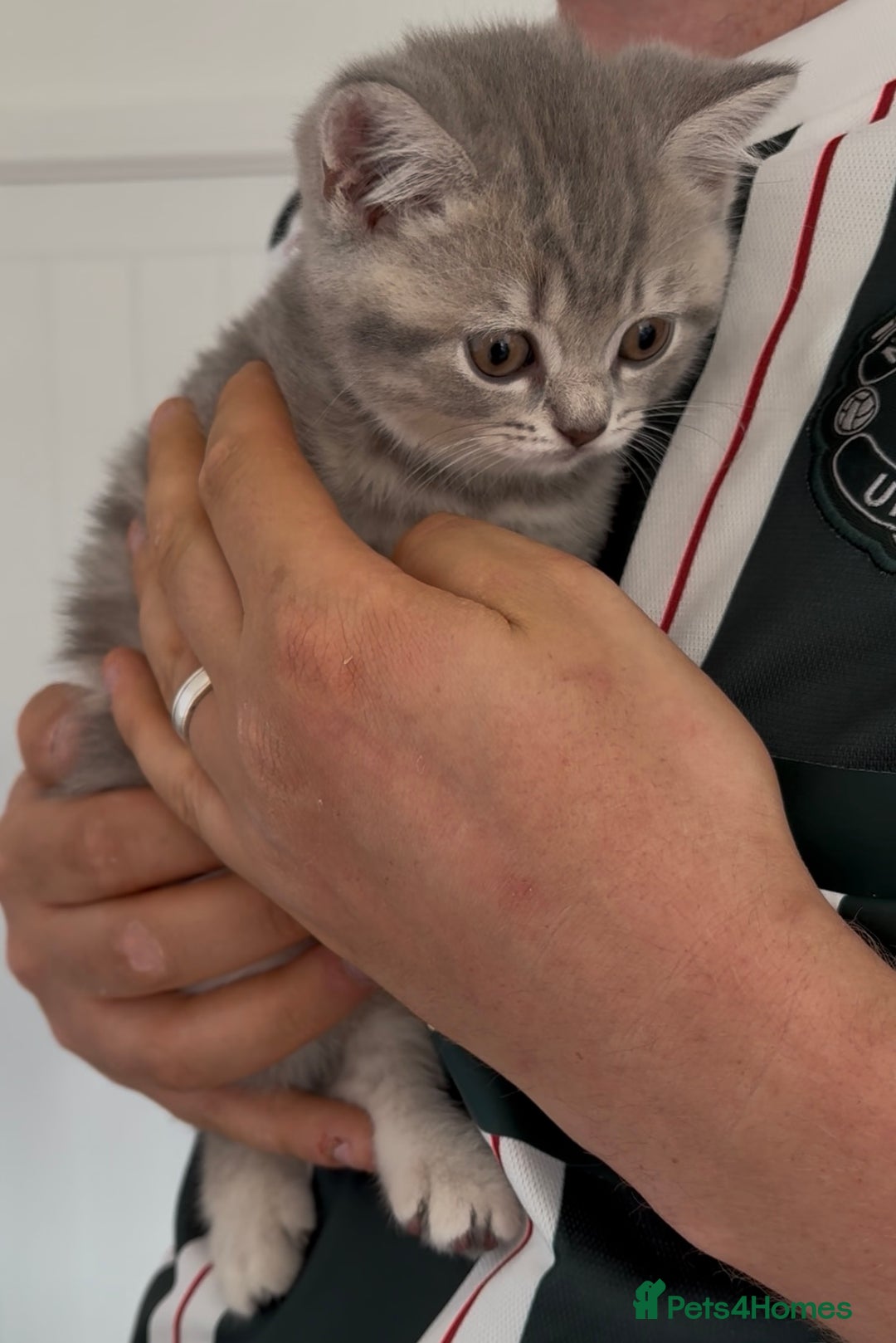 British Shorthair cats for sale: Chunky Pedigree British short hair kittens *ready* - Image 6