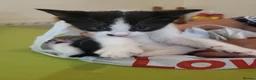 American Shorthair cats for sale: 3 kittens for sale - Advert 2