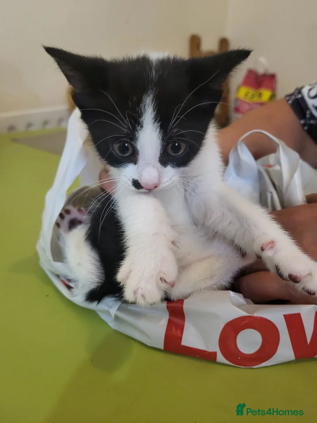 American Shorthair cats for sale: 3 kittens for sale - Advert 2