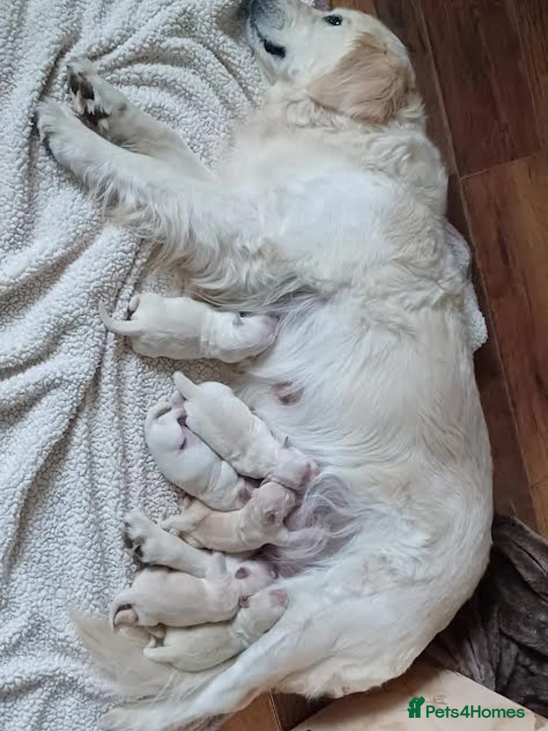 Golden Retriever dogs for stud: Sam. Available for Stud in Swansea - Advert 14