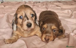 Miniature Dachshund dogs for sale: Long hair minature dachshunds - Image 32