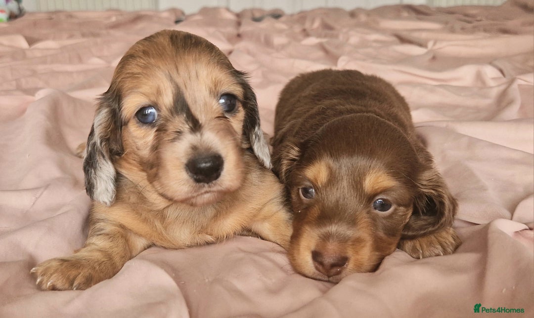 Miniature Dachshund dogs for sale: Long hair minature dachshunds - Image 32