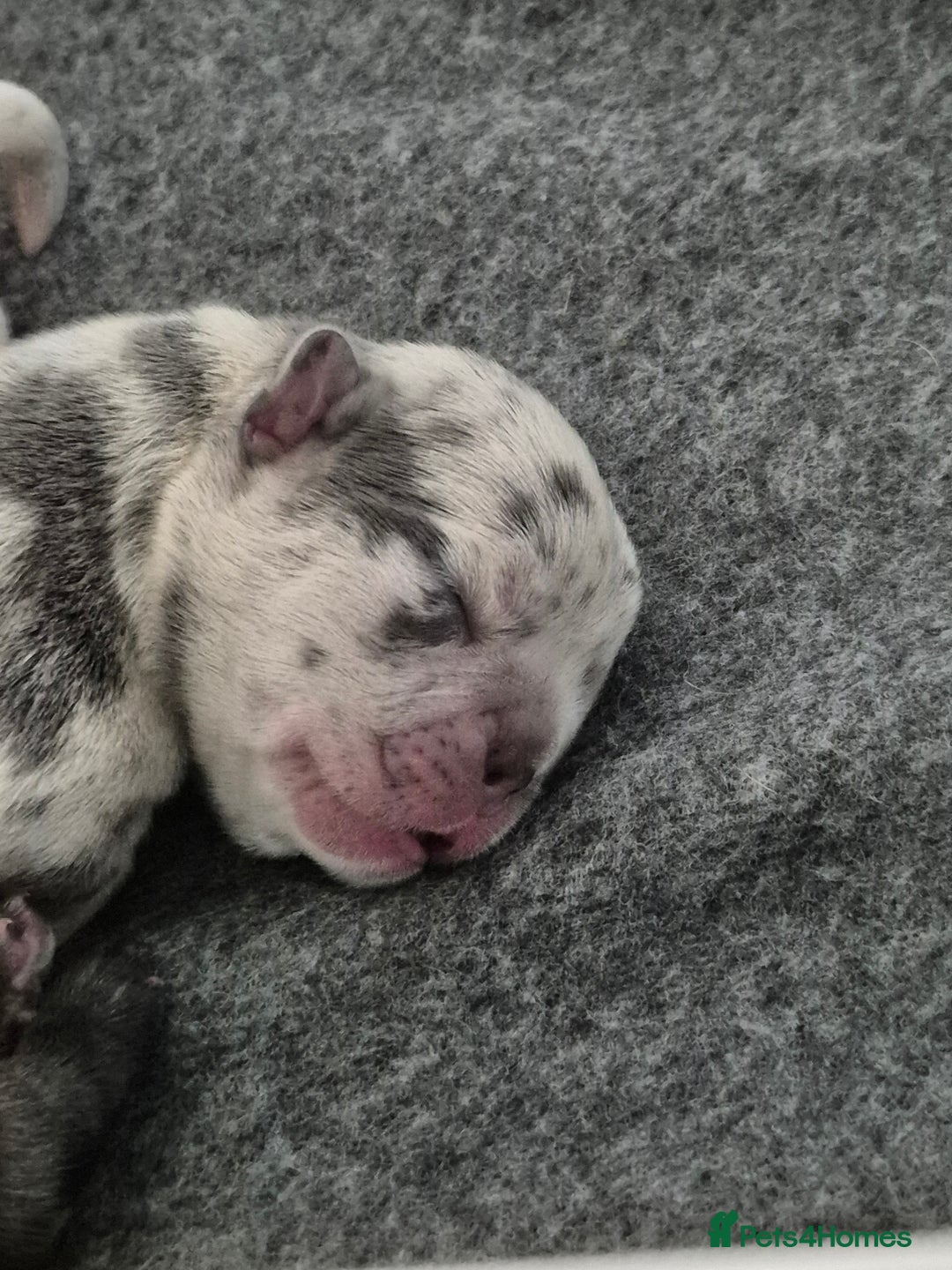 French Bulldog dogs for sale: 3 female french bulldogs - Advert 29