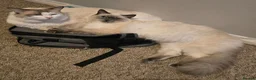 Ragdoll cats for sale: Beautiful pure Ragdoll kittens  - Advert 10