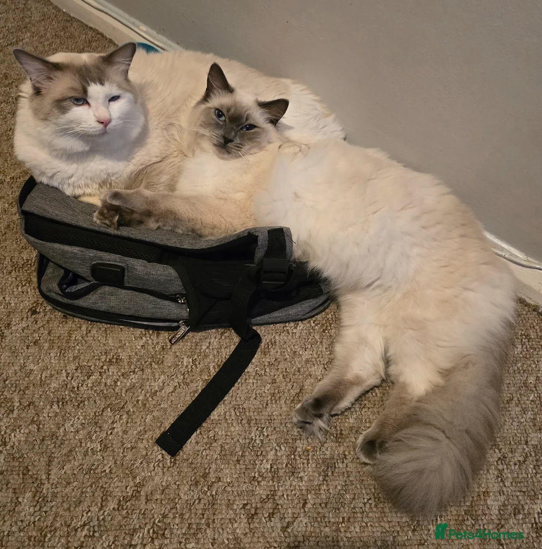 Ragdoll cats for sale: Beautiful pure Ragdoll kittens  - Advert 10