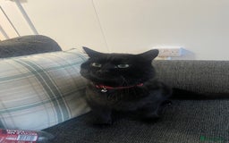 British Longhair cats for sale: Male cat - Advert 1