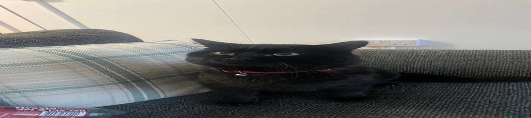 British Longhair cat 1