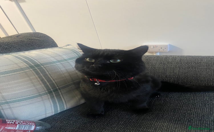 British Longhair cats Male cat - Advert 1