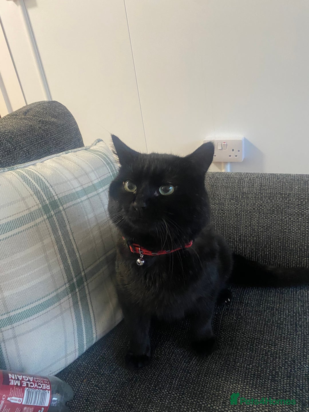 British Longhair cats for sale: Male cat - Advert 1