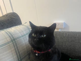 British Longhair cats Male cat - Advert 1