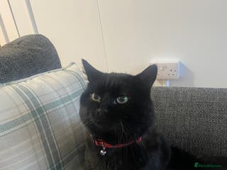 British Longhair cats Male cat - Advert 5