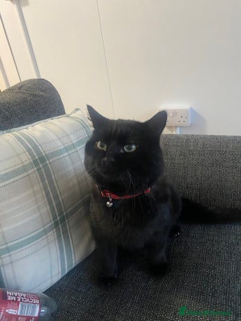 British Longhair cats Male cat - Advert 1