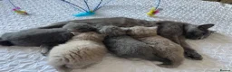 British Shorthair cats for sale: 🐾 4 British Blue kittens  🐾 - Advert 19