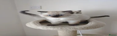 Ragdoll 1 Seal Point Boy