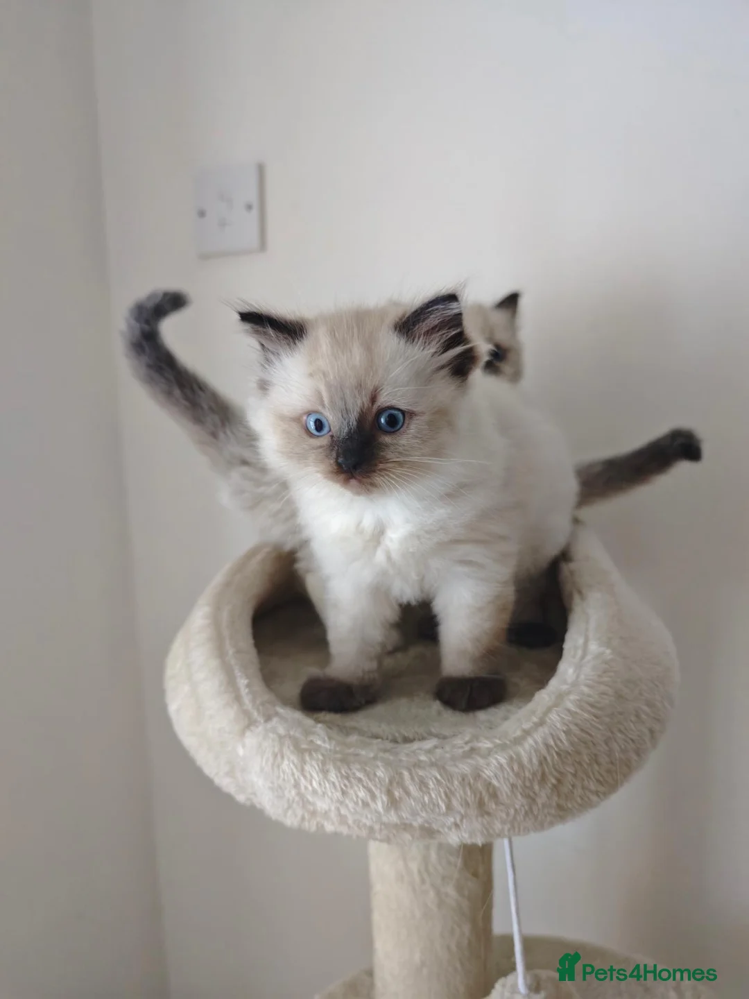 Ragdoll cats for sale: Ragdoll Kittens: Seal Point, Blue & Bicolour - Advert 13