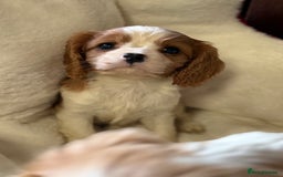 Cavalier King Charles Spaniel dogs for sale: King charles cavalier - Image 7